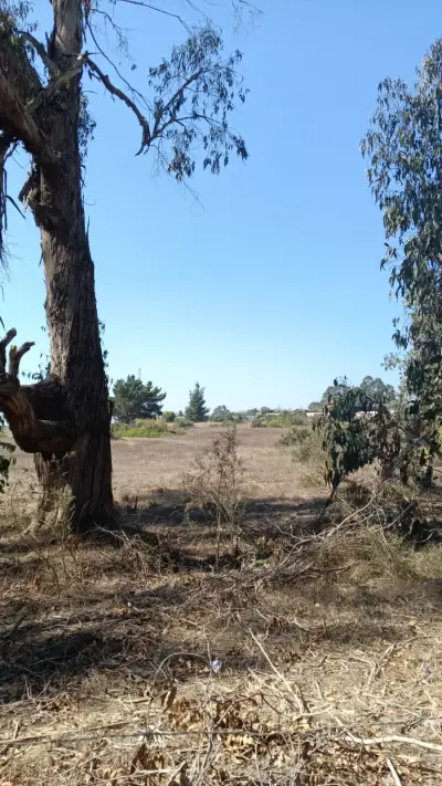 Terreno/sitio en venta en Algarrobo - foto 2